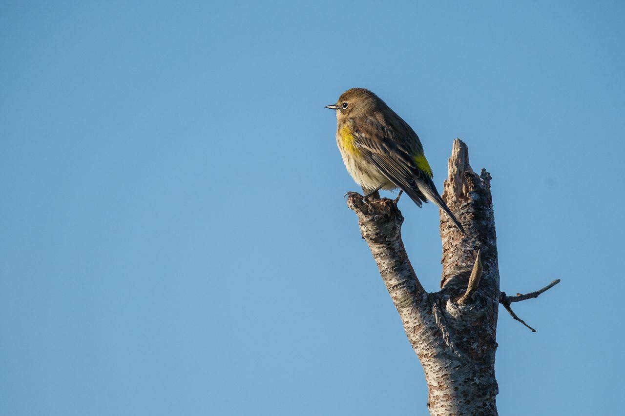 Yellow-rumped Warbler